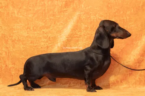 RUSSKIY ASSORTI’C TSESLAVIY